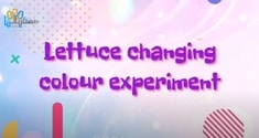 Lettuce Changing Colour Experiment