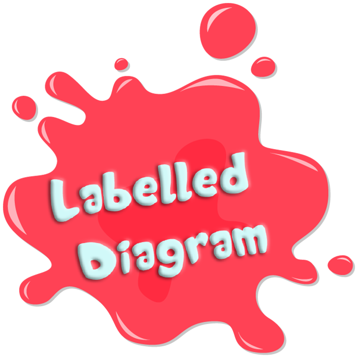 Labelled Diagram